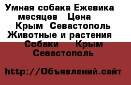 Умная собака Ежевика. 6 месяцев › Цена ­ 1 - Крым, Севастополь Животные и растения » Собаки   . Крым,Севастополь